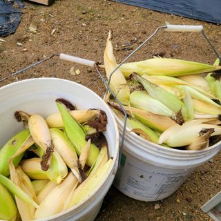 이창화님의 옥수수 · 자유게시판 작성글 사진