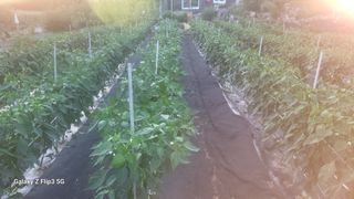 명선님의 고추 · 병해충상담 작성글 사진