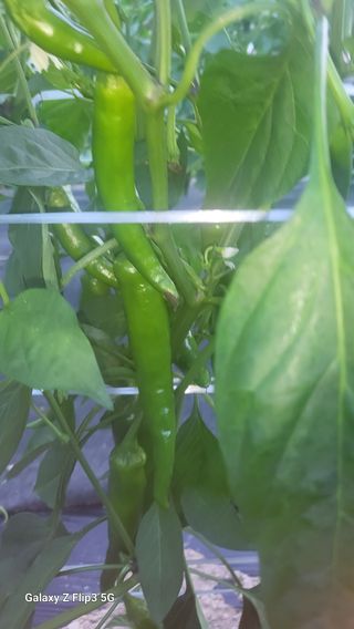 명선님의 고추 · 병해충상담 작성글 사진