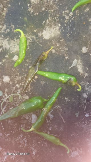 명선님의 고추 · 병해충상담 작성글 사진