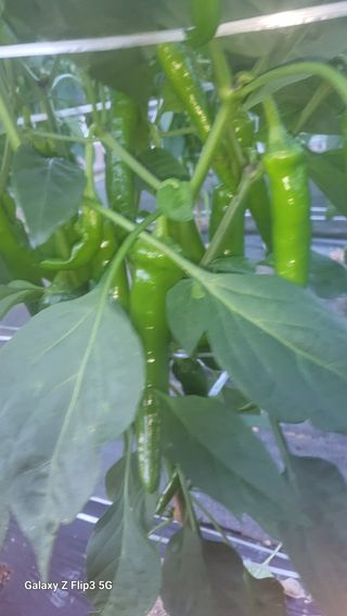 명선님의 고추 · 병해충상담 작성글 사진