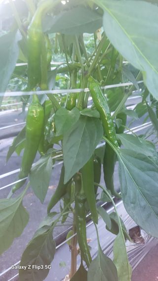 명선님의 고추 · 병해충상담 작성글 사진