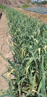 팜모닝 마늘·병해충상담 게시글 이미지