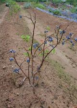 팜모닝 블루베리·병해충상담 게시글 이미지