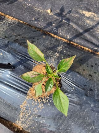 낙전제님의 고추 · 병해충상담 작성글 사진