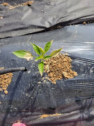 낙전제님의 고추 · 병해충상담 작성글 사진