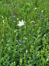 팜모닝 기타작물·자유게시판 게시글 이미지