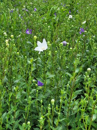 김금자님의 기타작물 · 자유게시판 작성글 사진