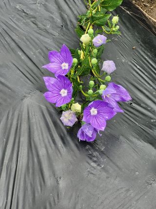 김금자님의 기타작물 · 자유게시판 작성글 사진