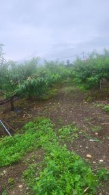 팜모닝 복숭아·자유게시판 게시글 이미지