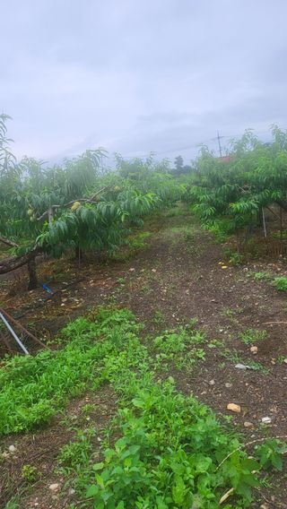 방촌대장님의 복숭아 · 자유게시판 작성글 사진