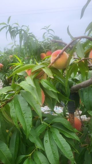 방촌대장님의 복숭아 · 자유게시판 작성글 사진