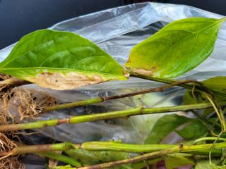 갈꽃섬님의 고추 · 병해충상담 작성글 사진