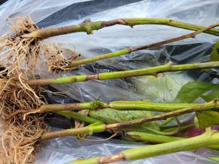 갈꽃섬님의 고추 · 병해충상담 작성글 사진