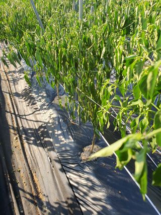 인생을사노라면님의 고추 · 병해충상담 작성글 사진