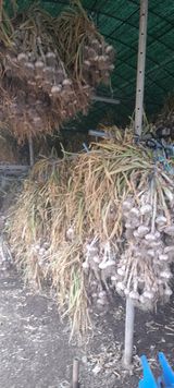 팜모닝 마늘·영농일지 게시글 이미지