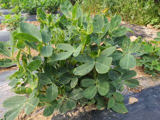 하룻강아지님의 기타작물 · 병해충상담 작성글 사진