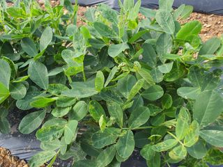 하룻강아지님의 기타작물 · 병해충상담 작성글 사진