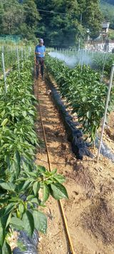 팜모닝 장마 대비 어떻게 하셨나요?·참여 게시글 이미지