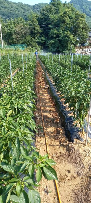 강성분님의 장마 대비 어떻게 하셨나요? · 참여 작성글 사진