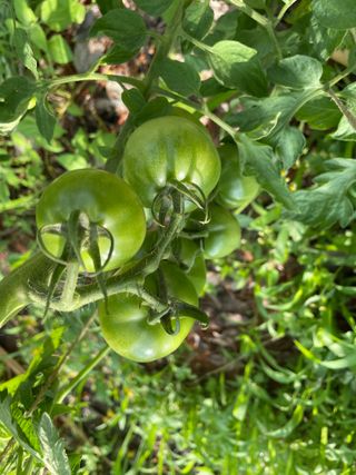 도곡님의 토마토 · 비료•농약 작성글 사진