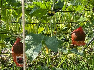 도곡님의 토마토 · 비료•농약 작성글 사진