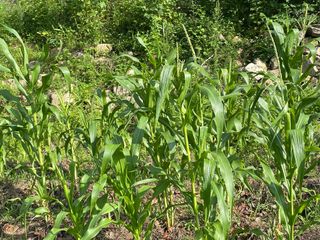 도곡님의 토마토 · 비료•농약 작성글 사진
