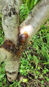 팜모닝 사과·병해충상담 게시글 이미지