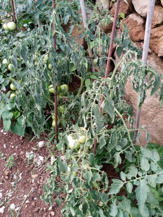 윤형곤님의 토마토 · 병해충상담 작성글 사진