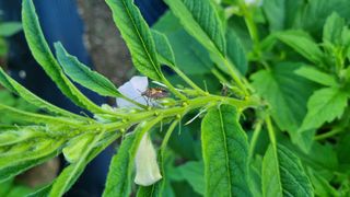 정수식님의 참깨 · 병해충상담 작성글 사진