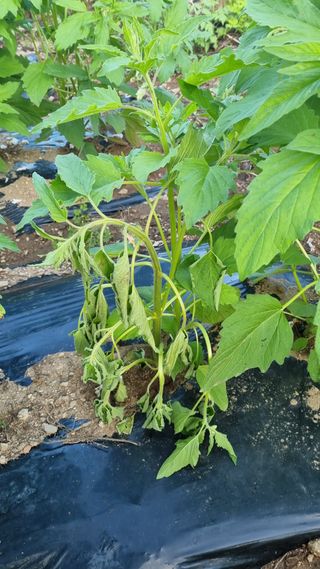 정수식님의 참깨 · 병해충상담 작성글 사진