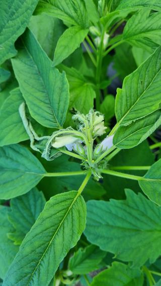 정수식님의 참깨 · 병해충상담 작성글 사진