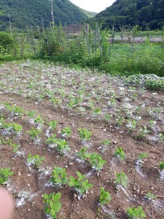 마늘 복숭아윤금자님의 참깨 · 자유게시판 작성글 사진