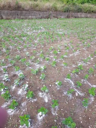 마늘 복숭아윤금자님의 참깨 · 자유게시판 작성글 사진