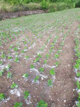 마늘 복숭아윤금자님의 참깨 · 자유게시판 작성글 사진