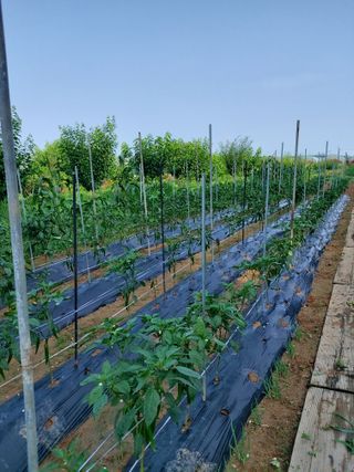 이명규님의 고추 · 지주설치•유인•성장 작성글 사진