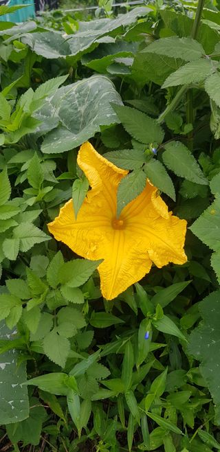 윤희태님의 고추 · 수확 작성글 사진