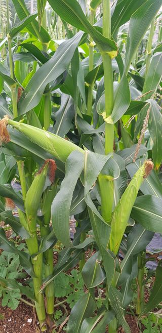 윤희태님의 고추 · 수확 작성글 사진