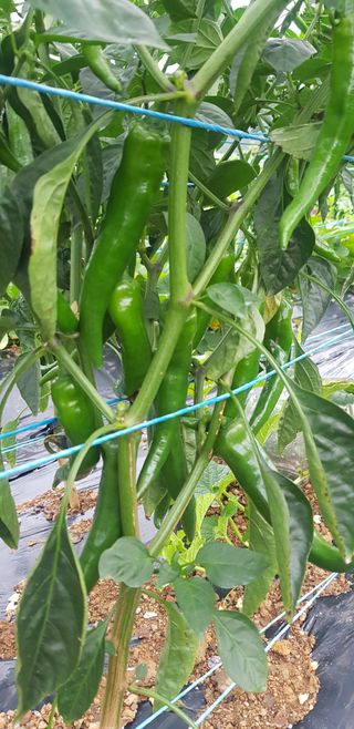 윤희태님의 고추 · 수확 작성글 사진