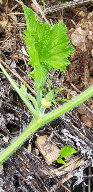윤희태님의 고추 · 수확 작성글 사진