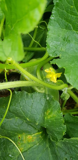 윤희태님의 고추 · 수확 작성글 사진