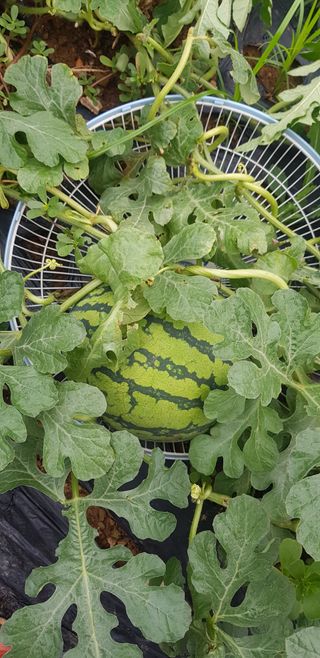 윤희태님의 고추 · 수확 작성글 사진