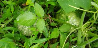 윤희태님의 고추 · 수확 작성글 사진