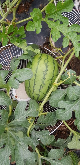 윤희태님의 고추 · 수확 작성글 사진