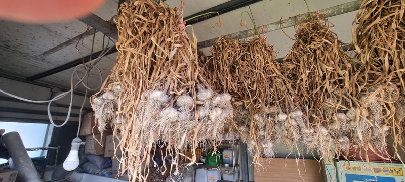 장터 상품 [홍산마늘] 썸네일