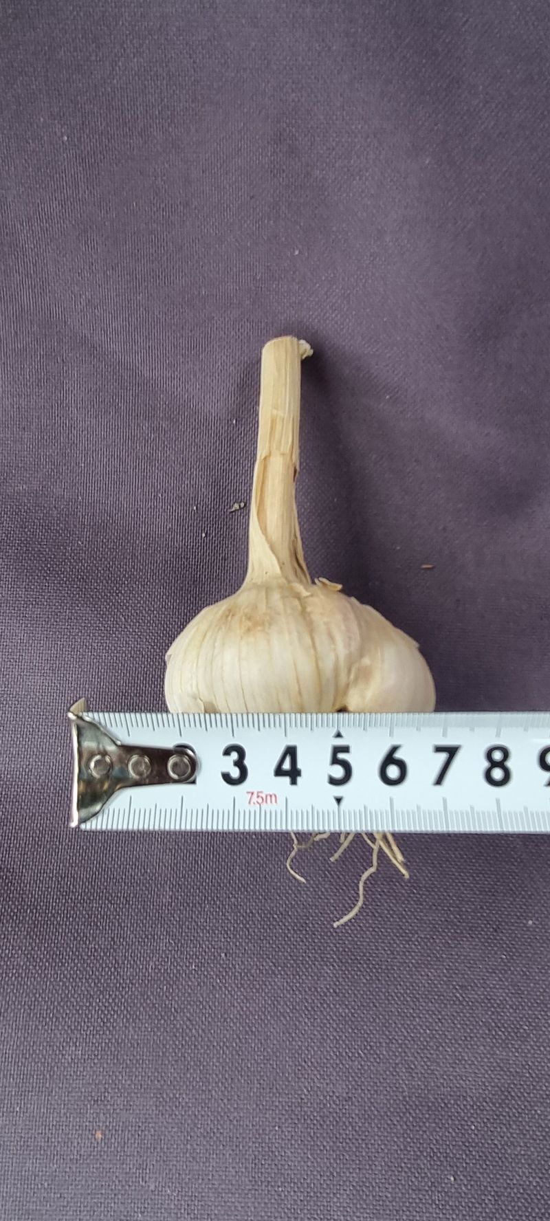 박산하님의 장터 판매 상품 [홍산마늘] 첨부 사진