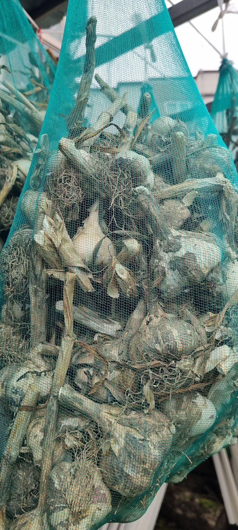 박산하님의 장터 판매 상품 [홍산마늘] 첨부 사진