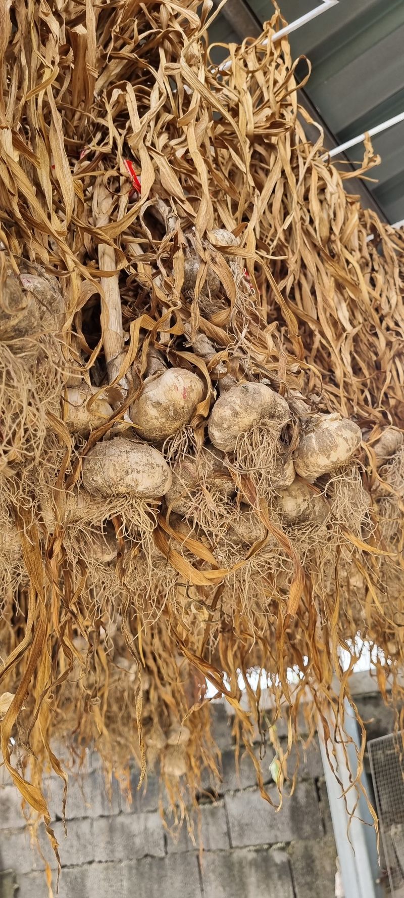 박산하님의 장터 판매 상품 [홍산마늘] 첨부 사진