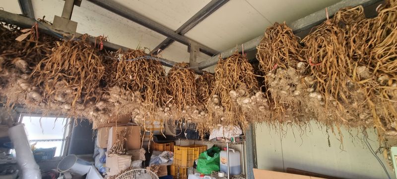 박산하님의 장터 판매 상품 [홍산마늘] 첨부 사진