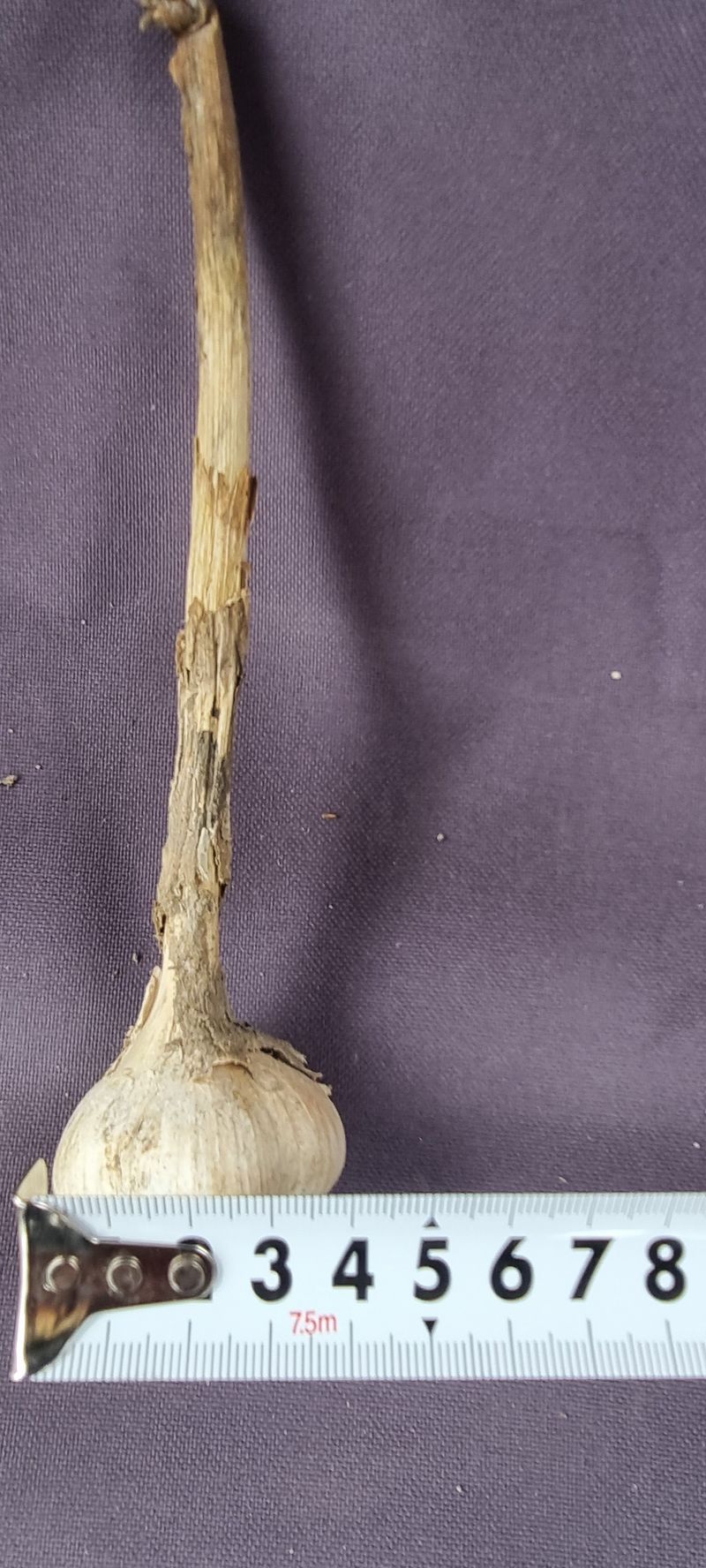 박산하님의 장터 판매 상품 [홍산마늘] 첨부 사진